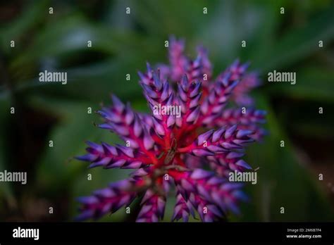 Unusual Colorful Flower Closeup Of Aechmea Fendleri Or Fendlers