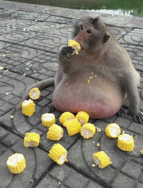 Check Out This Obese Monkey Named Uncle Fatty That Gorges On Tourist Food In Thailand