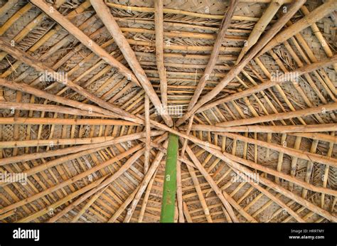 Coconut Tree Leaves Roof