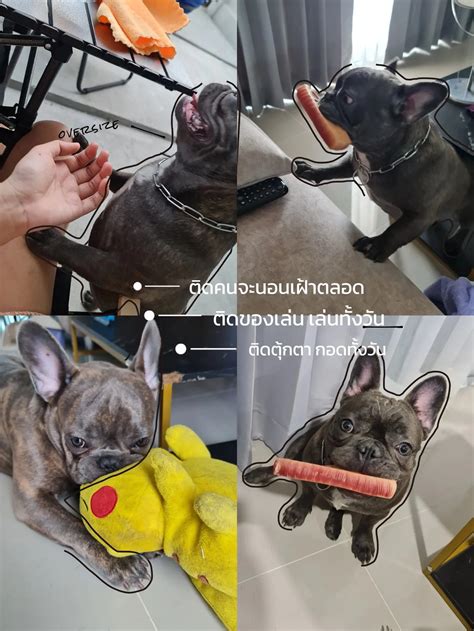 french bulldog pp