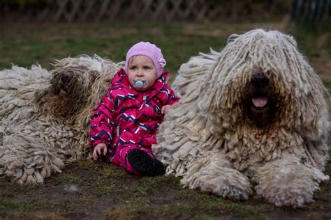 Csodás fajta de kevesen ismerik igazi családi kutya a komondor