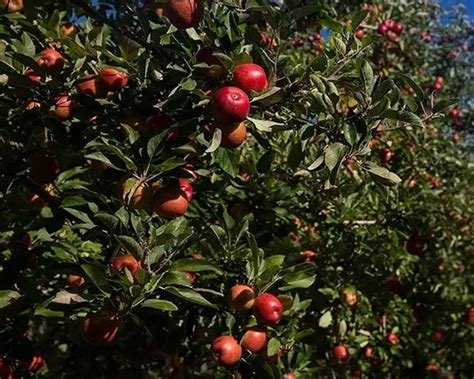 First Jazz Apples Off The Mark The Feed
