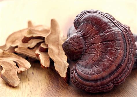 Reishi Mushroom Ganoderma Lucidum Nyishar