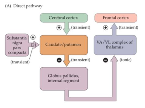 Basal Ganglia Flashcards Quizlet