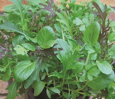 Salad Leaves Oriental Salad Mix Seeds £2 25 From Chiltern Seeds