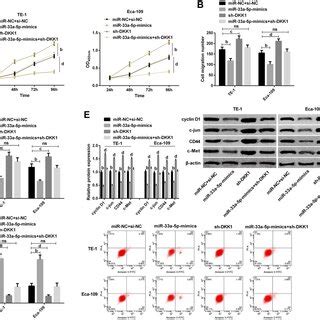 miR 33a 5p targeted DKK1 mediated Wnt β catenin pathway to affect