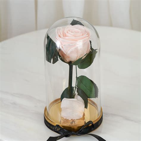 Long Lasting Rose Small Light Pink Luxury Roses