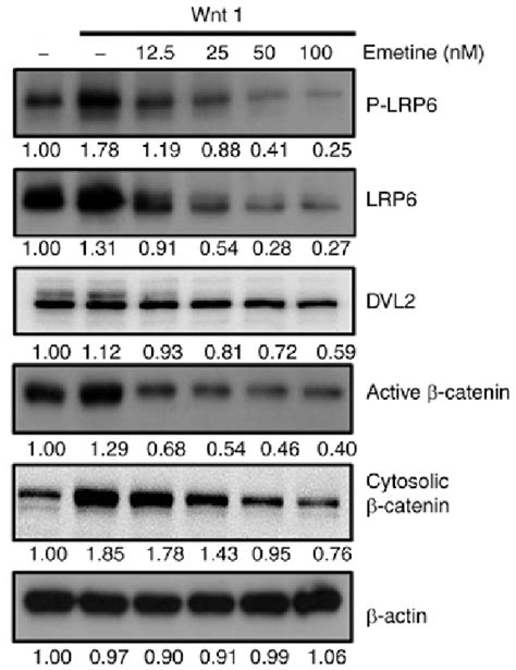 Emetine Suppresses Wntβ Catenin Signaling In 293t Cells After