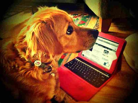 Top Dog Takes National Pet Radio Contest Npr Extra Npr