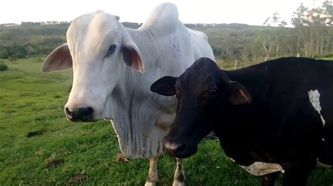 Dia A Dia No Sítio Hoje Com Nossas Vacas Leiteiras Youtube