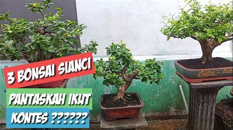 Bonsai Sianci Apakah Bisa Ikut Kontes Bonsai Youtube