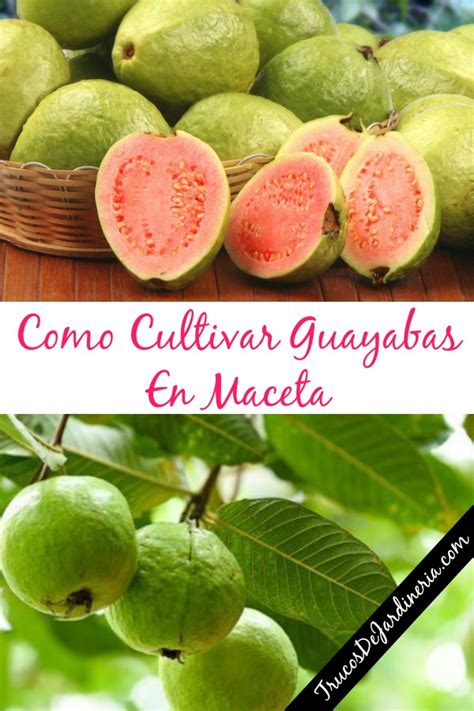 Como Cultivar Guayabas En Maceta Trucos De Jardineria