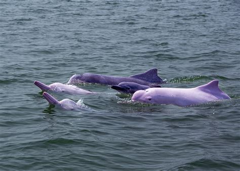 Us Researchers Work On Protection Of Chinese White Dolphins Cgtn