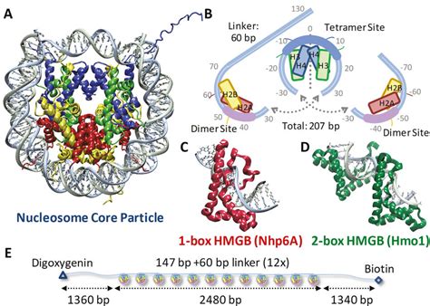 Experiments Probe Histone Dna Interactions A Dna Wraps ∼17 Download Scientific Diagram