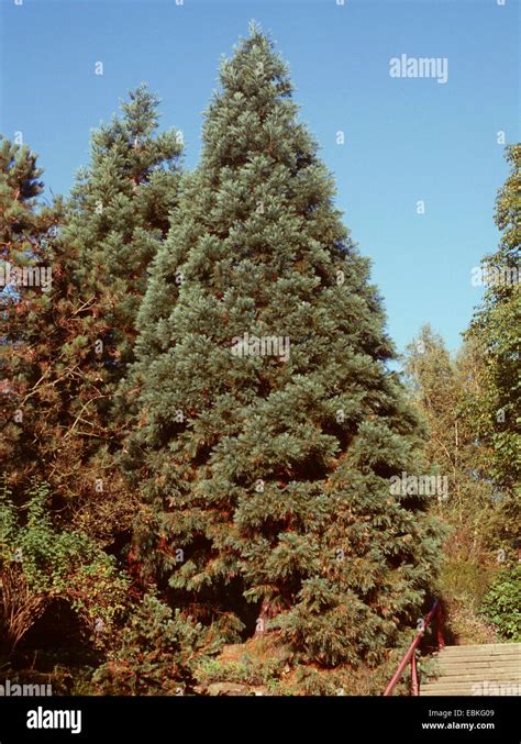 Giant Sequoia Giant Redwood Sequoiadendron Giganteum Trees In An