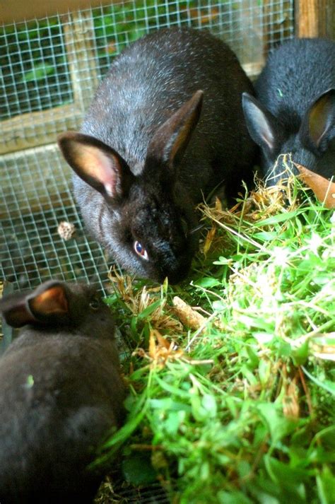 Mating Kits And Oat Grass The Elliott Homestead Meat Rabbits