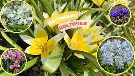 ВЕСЕННИЕ ЦВЕТЫ В МОЁМ САДУ МОЯ КОЛЛЕКЦИЯ ЦВЕТОВ - YouTube