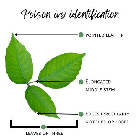 Poise Ivy Stages Of Mid