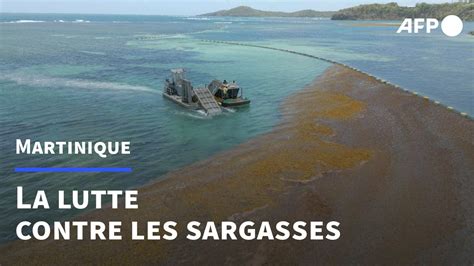 En Martinique L Union Fait La Force Pour Lutter Contre Les Sargasses