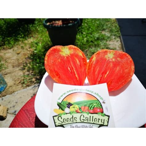 Tomato Seeds Oxheart Bull S Heart Price 1 75