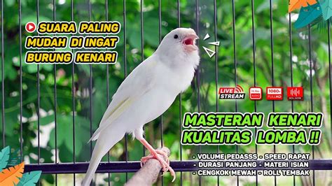 Kenari Gacor Cocok Untuk Masteran Kenari Paud Dan Pancingan Kenari