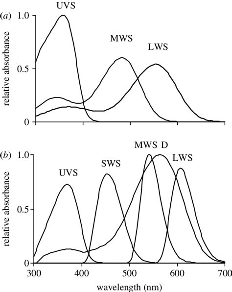 Photoreceptor Spectral Sensitivities Relative Absorbances For A