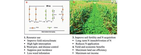 Illustration Of The Advantages Of Maize Soybean Intercropping Based On