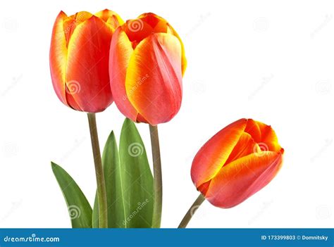 Three Tulips On White Background Spring Flowers Stock Image Image Of