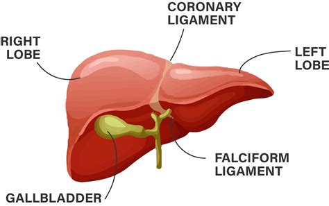 All about Liver problems and Liver Disease - Liver foundation