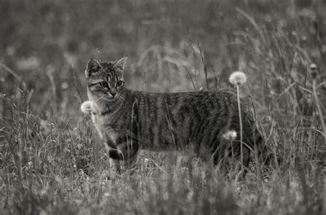 Fotos Gratis Naturaleza Césped En Blanco Y Negro Campo Animal