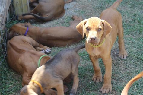 MR Ridgebacks: 42 ridgeback puppies