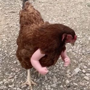 Cluck Cluck Playlist By Katie Spotify