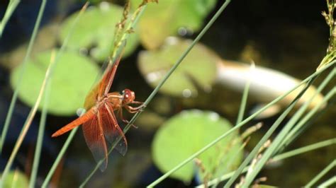 8 Common Insects That Frequent Ponds - My Backyard Life