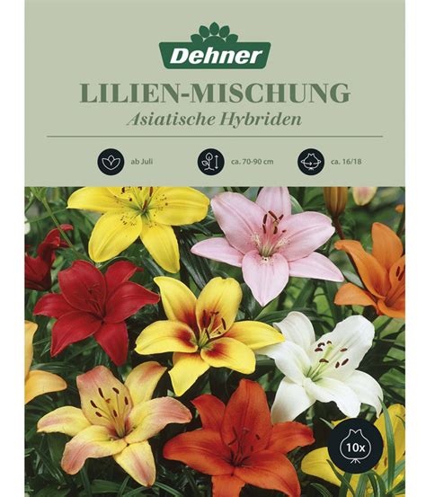 Redirecting To De At Product Dehner Blumenzwiebel Lilien Mischung