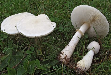 Leucoagaricus Leucothites Rožnolistni Kukmakovec Gobe Na Bovškem