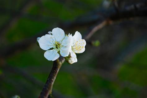 Free Images Nature Branch Blossom White Sunlight Leaf Flower