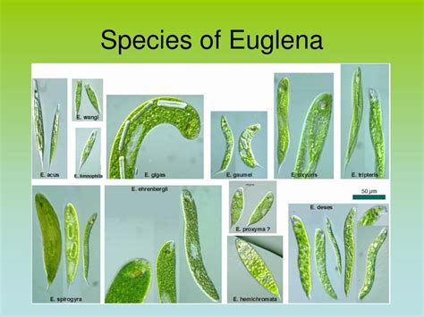 What Is The Plant Characteristics Of Euglena