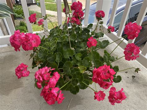 Lindsay - This geranium is thriving now… let’s see how long it lasts 😂.. I have no green thumb