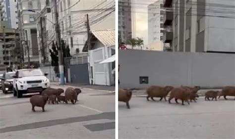 V Deo Capivaras Atravessam Rua E Param O Tr Nsito Em Cidade