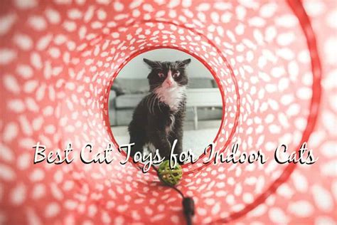 Best Cat Toys for Indoor Cats - The Fluffy Kitty