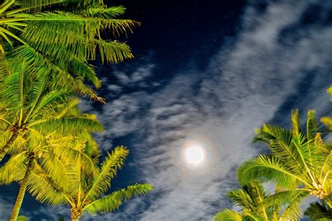 100 Free Photos Full Moon Behind Clouds And Between Palm Trees In Mauritius