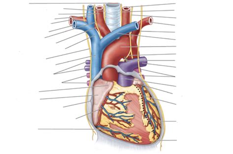 Anterior View Of Heart Labeling Diagram Quizlet