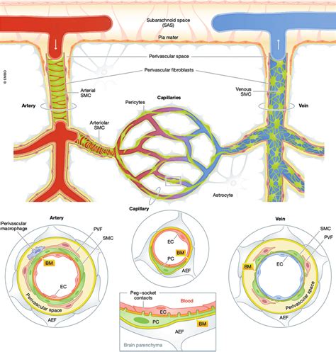 Schematic Representation Of The Neurovascular Unit 64 Penetrating