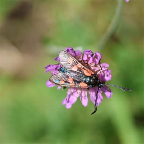 Femplettet Køllesværmer Observation Nb 4669190 Naturbasen