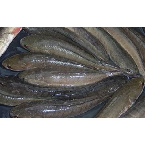 Jual IKAN GABUS PER KG SAYUR SEGAR PALEMBANG Shopee Indonesia