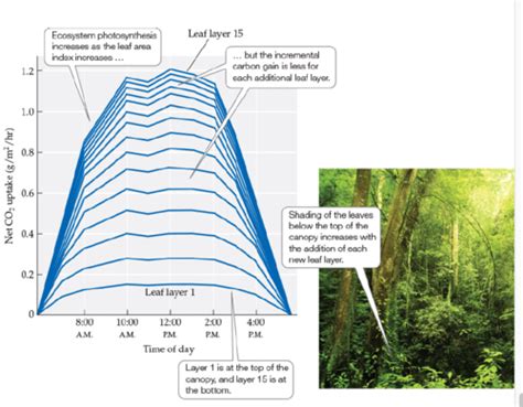 Ecology Unit 6 Chapters 20 22 Flashcards Quizlet