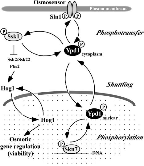 GFP NLS Ypd1p Migrates Between Nuclei In Yeast Hetero Karyons A