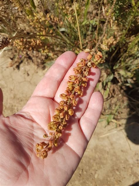 Wild Mignonette From De Grendel Cape Town South Africa On November 24