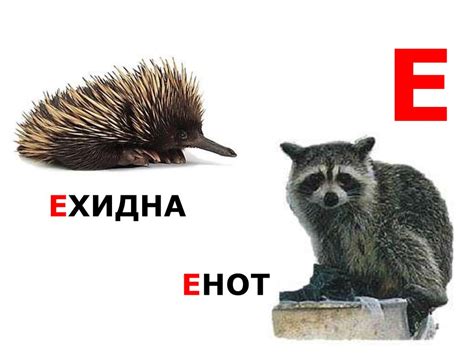 Читаем алфавит. Животные Е - Й - online presentation