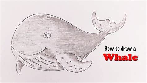 How To Draw A Whale Pencil Sketch Youtube